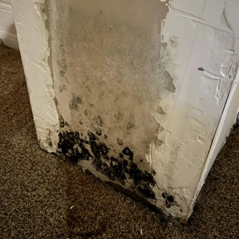 Professional Mold Removal in Bridgeport, IL